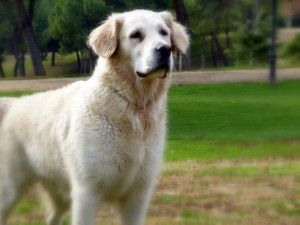 BARF Alimento natural crudo perros