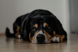 Imagen de perro con intolerancias alimentarias