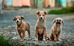 Cachorros sanos con dieta natural