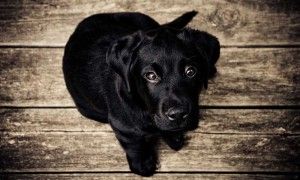 Destetar a una camada de cachorros BARF