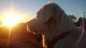 Empezar con la dieta BARF de tu perro