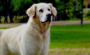 Perros sanos con alimentación sana