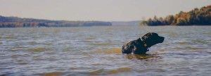 Alimentos sanos para perros