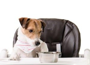 Dog refuses to eat kibble