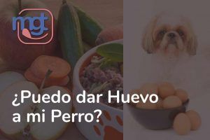 Puedo dar huevo a mi perro