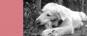 Cursos online nutrición perros y gatos