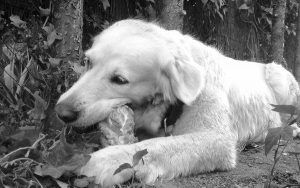 Cursos de nutrición para perros y gatos