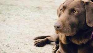 Test de intolerancias alimentarias perros y gatos