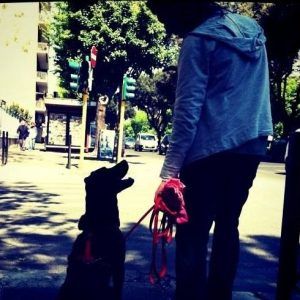 adiestramiento de perros