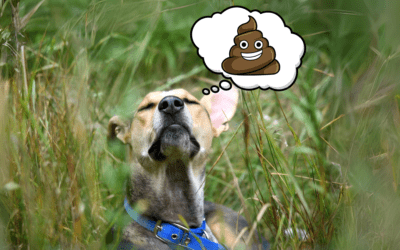 Coprofagia: ¿Por qué algunos perros comen caca? 🐾💩 (y los gatos no)