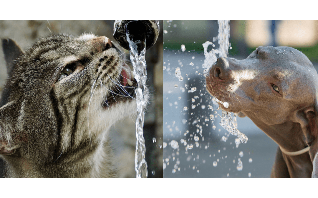 Snacks refrescantes y naturales para tu perro o gato este verano ☀️🐾