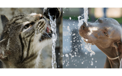 Snacks refrescantes y naturales para tu perro o gato este verano ☀️🐾