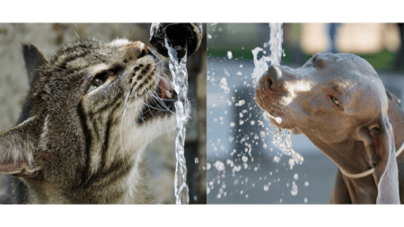 Perro y gato bebiendo agua en verano